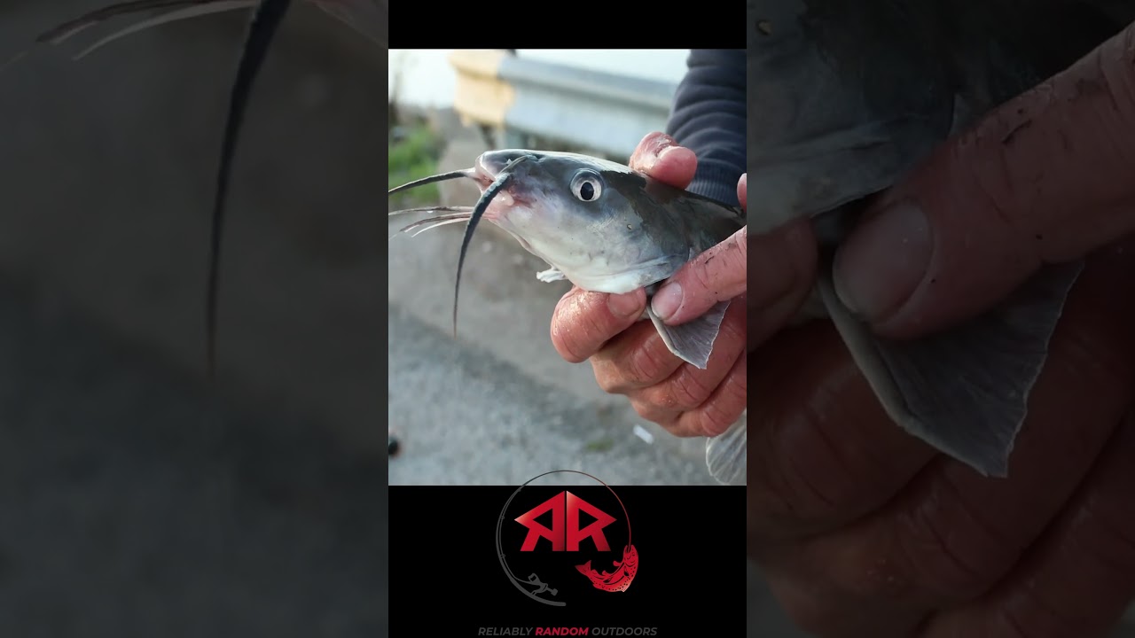 How to Hold a Horny Fish