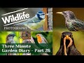 GARDEN Wildlife  UK - Three Minute Diary | Part 26 - New visitor - Song Thrush