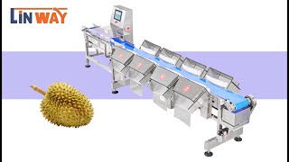 HOW TO MAKE WEIGHT GRADING SORTING DURIAN #WEIGHTGRADING #WEIGHTSORTING #duriangrading #Duriansort