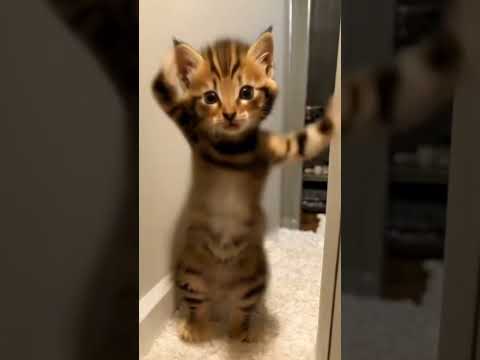 عندى شكه هنا