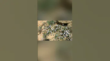 Al Baha Trip 2025 