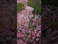 3万本もの桜で埋め尽くされる山🌸 吉野山