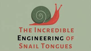What is a Radula The Incredible Engineering of Snail Tongues