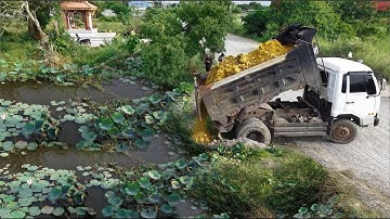 Started  A New Project!5Ton DumpTruck Loading Soil Delete Pond,With Skillful Dozer D21P Pushing Soil