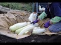 しろと大根を貯蔵 191125