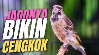 BLACKTHROAT GACOR SUARA JERNIH FULL HD AMPUH buat MASTERAN KENARI CENGKOK BAHAN LOMBA
