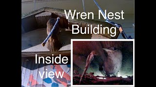 Wren Nest Building | My Backyard Friends
