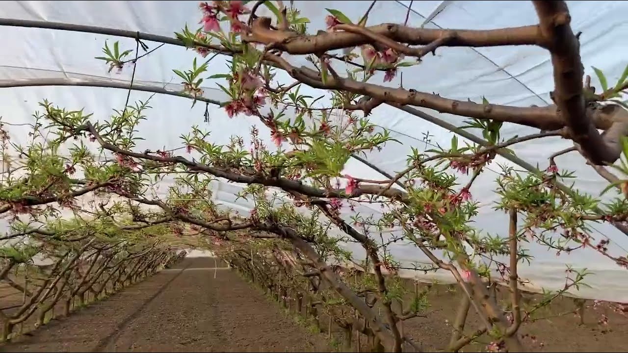 Őszibarack pillanatképek olaszországi tanulmányútról