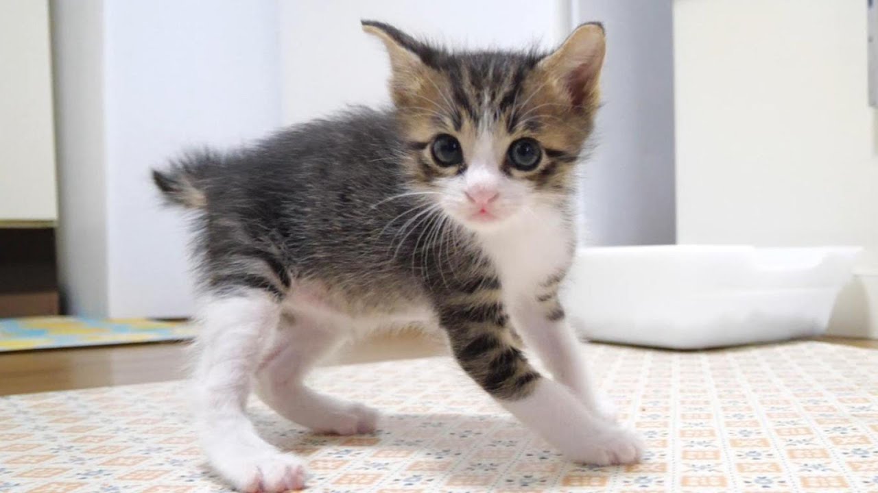 Kitten's graceful steps are adorable [Watch with subtitles