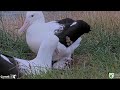 Royal Albatross - WYL💙's back at Plateau ... Beautiful close-ups of the RoyalCam couple & changeover