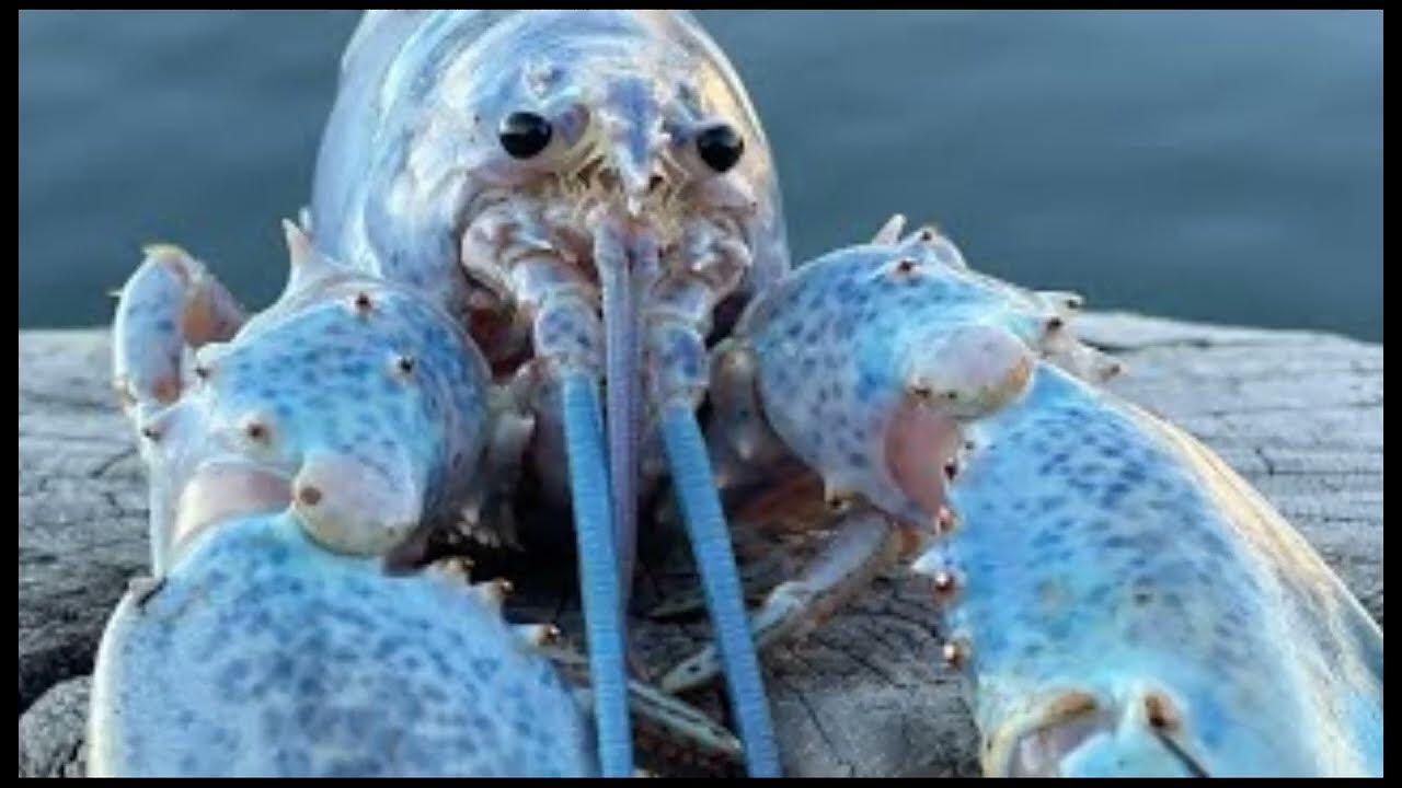 blue lobster jumpscare YouTube