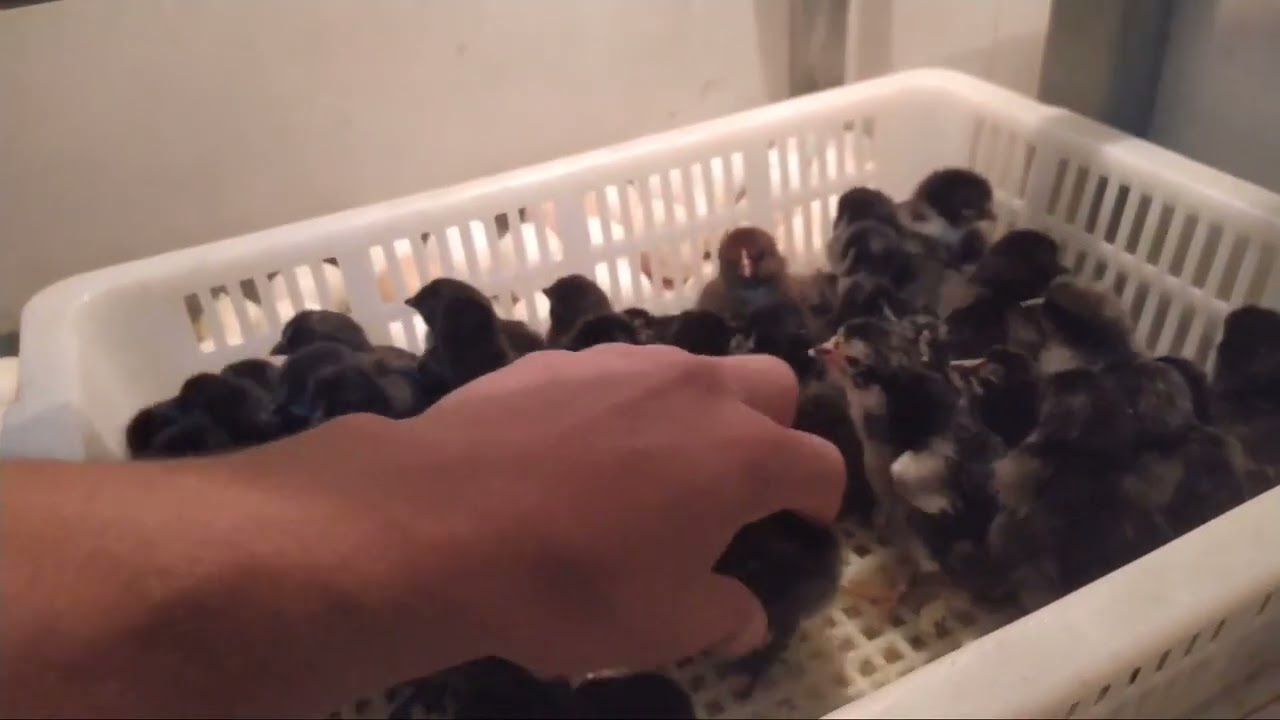 طريقه التعامل مع الكتاكيت اول ما تخرج من الفقاسه وطريقه التحضين واستقبال الكتاكيت 😍