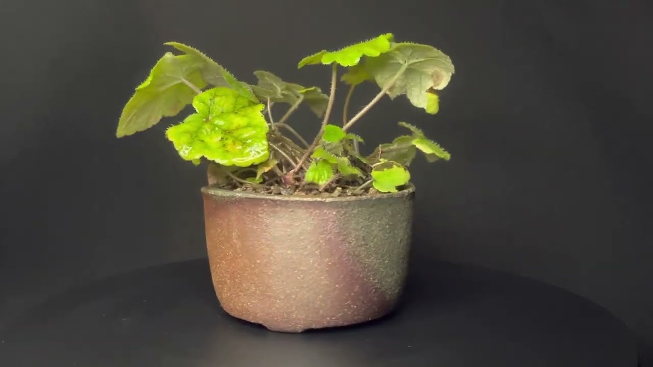 Kusamono, Tiarella cordifolia. Pot made by Akira Matsumoto. 