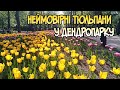 Неймовірні тюльпани у Кропивницькому дендропарку.