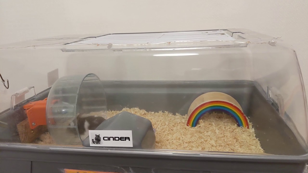 Hamster Wheel Generator YouTube