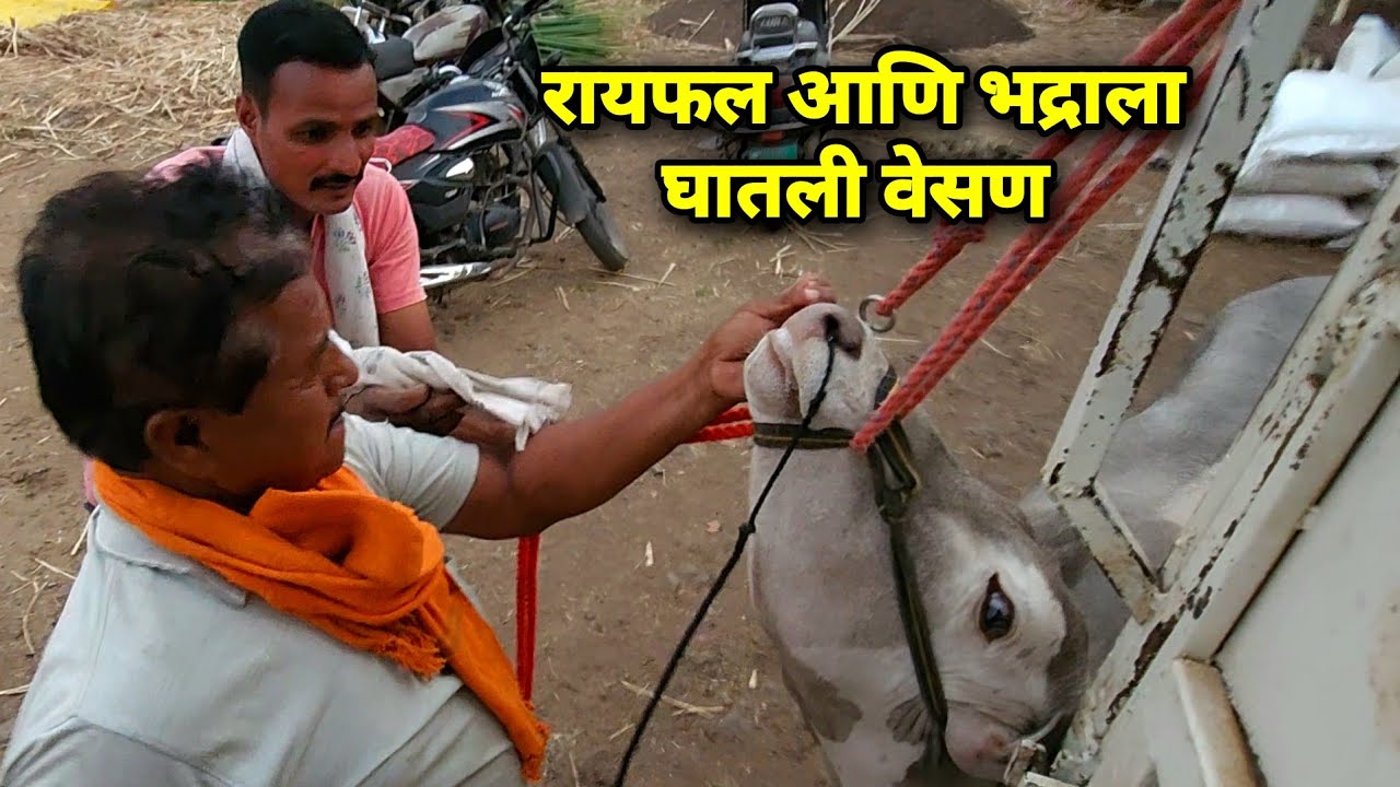 रायफल आणि भद्राला घातली वेसण 🥰 | Bailgada Sharyat |