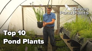 Top 10 Pond Plants
