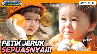 [IND/ENG] Jangan main terus! Ayo petik jeruk buat disumbangkan!🍊🍊 | Nostalgia Superman