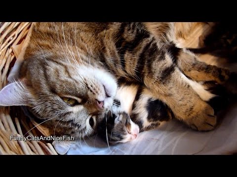 Mama Cats are Simply the Best! Watch and See!