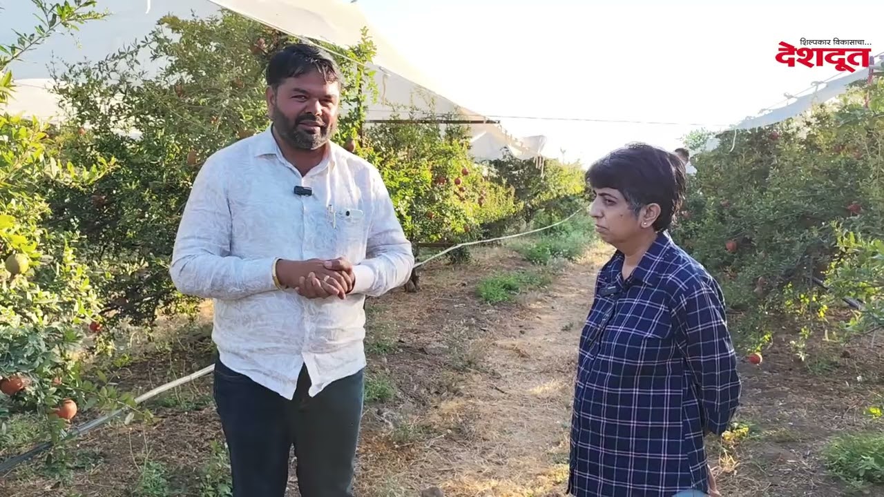 १०० एकरातील डाळिंबाची होते परदेशात निर्यात; शेतकरी कमवतोय लाखोंचा नफा |  Pomegranate | Nashik