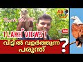 വീട്ടിൽ വളർത്തുന്ന പരുന്ത് | Eagle | Kerala AliPlusMedia | Ali Akbar Padinjarekkara