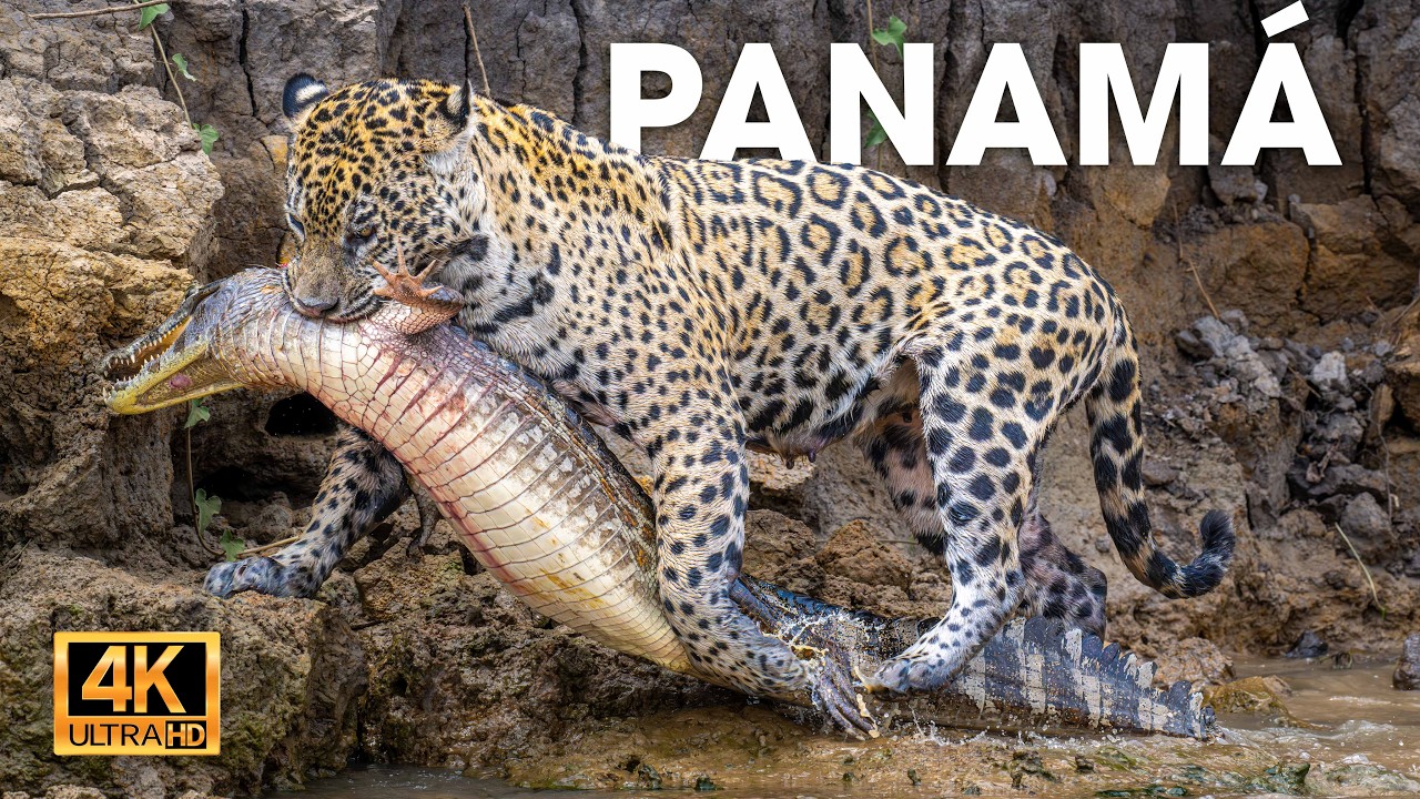PANAMÁ - Donde la Vida Lucha Entre Dos Océanos #animalessalvajes