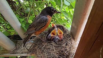 American Robin Parents Care for Nestlings in Blackberry Bush Haven 🧡🪺
