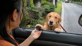 Abandoned Dog Chased Every Car, Thinking His Family Returned