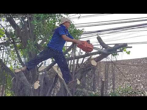 Video Một lần nữa Ba Tùng đối đầu cây Sanh - youtube