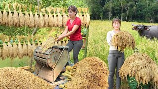 Harvesting Upland Rice  Processing upland rice to cook sticky rice  Cooking | Nhất New Life