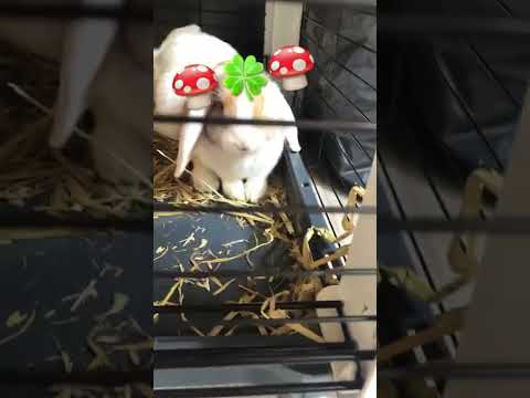 Mijn konijnen🍄🍀🍄 Mijn konijnen🍄🍀🍄