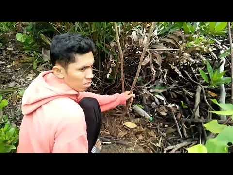 Video: Tumbuhan Dan Bunga Tepi Laut - Cara Memilih Tumbuhan Tepi Laut