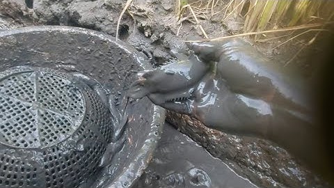 239 . Bắt Cá Cạn mùa Lúa Chín | Đất Long An