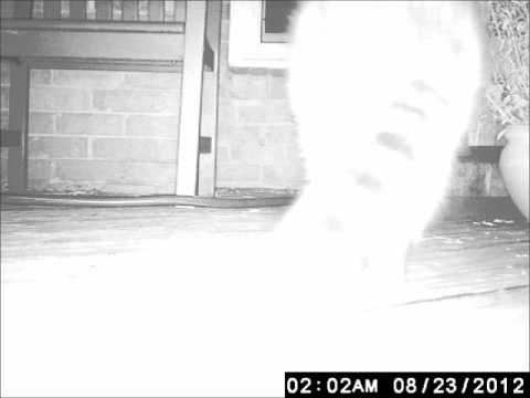 camera iphone 8 plus apk Dunwoody Racoon on Deck.wmv