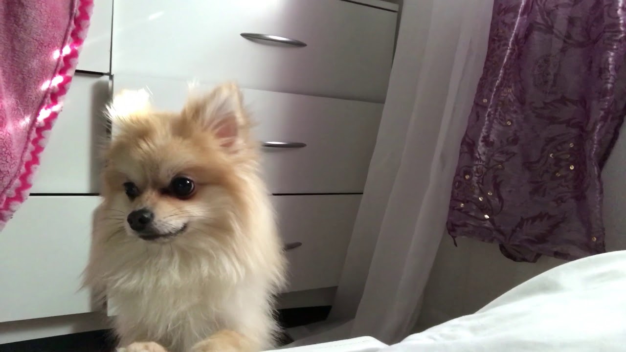 Pet me please woof woof - YouTube
