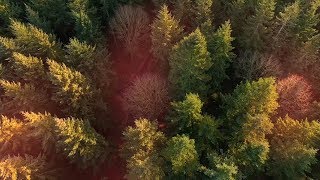 How to Make Light Leaks in After Effects - After Effects Tutorial (No Third Party Plugin)