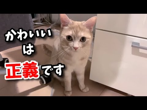 猫のイタズラを止めさせる魔法の言葉