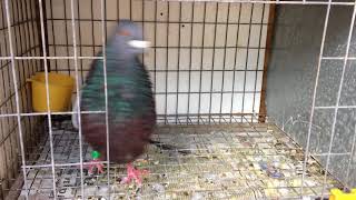Palomas Jiennense Buchon for sale 3