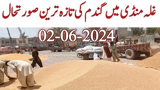 Today Wheat price in Punjab | Galla Mandi Me Aj Gandam ka rate