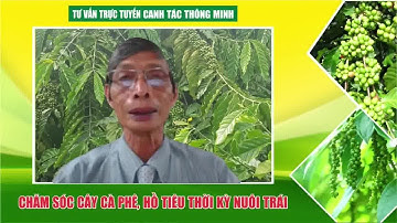 Biện pháp xử lý hiệu quả bệnh rệp sáp trên cây cà phê