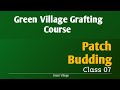 Patch Budding Class 07 | Green Village Grafting Course