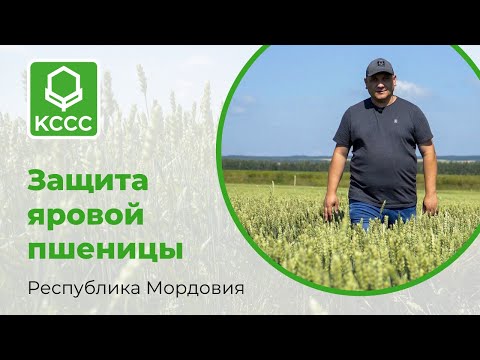 Защита яровой пшеницы