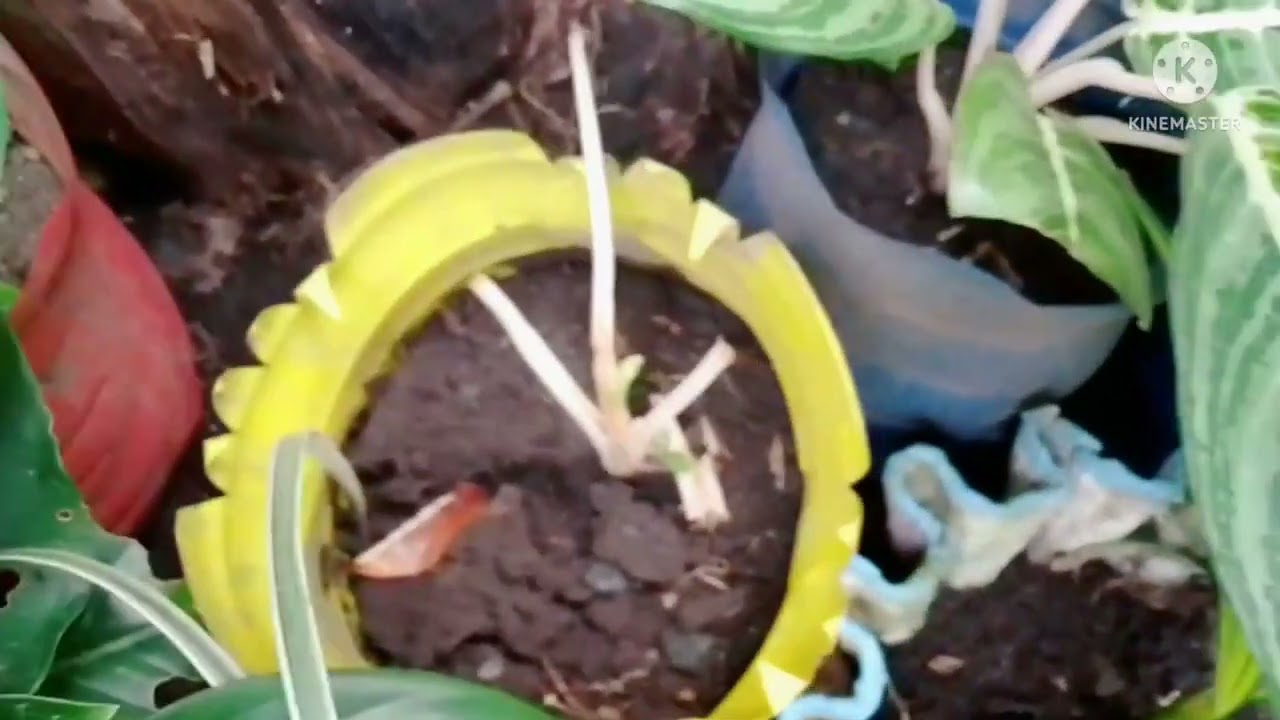 Quick Visit in My Mini Garden.Nawala mga dahon ng Aglaonema?Paano nangyari?One week Wala sa bahay.