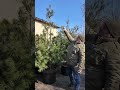🇺🇦Сосна Веймутова Pinus strobus як зробити сосну густою догляд формування пересадка стрижка Виробник