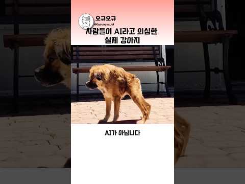 사람들이 AI라고 의심한 실제 강아지  #동물쇼츠 #반려견 #짧은척추증후군 thumbnail