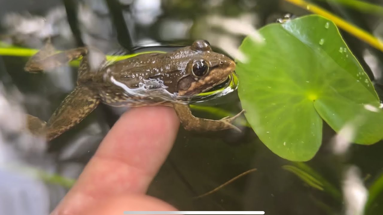 Frog Belly Rub YouTube