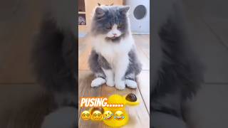 Download Lagu Kepala pusing 7 keliling😵‍💫😵‍💫😻😻💖💖 #cat #catlover #kucing #kucinglucu #kucinglucu #cute MP3