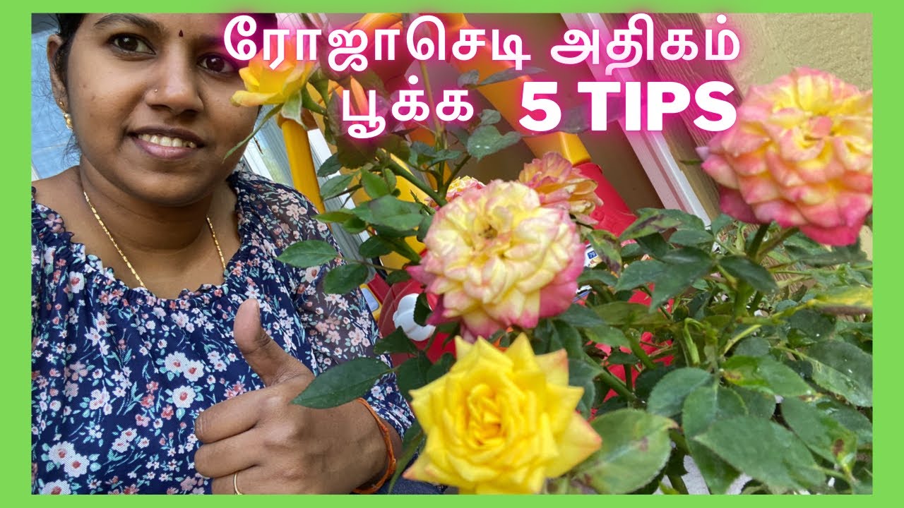 How to grow & get more buds on rose plants in Tamil ரோஜாசெடி அதிகம்