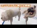 PUTITTO SERIES パグ PUG DOG 奇譚クラブ japanese capsule toy ガチャポン ガシャポン ガチャ 【遊you ガチャガチャ 紹介動画】