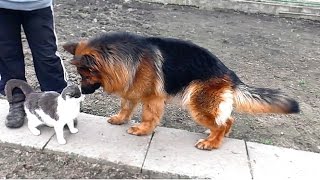 Красотка Даги. Длинношерстная Немецкая овчарка 3,5 года. Beautiful Long-haired German Shepherd.